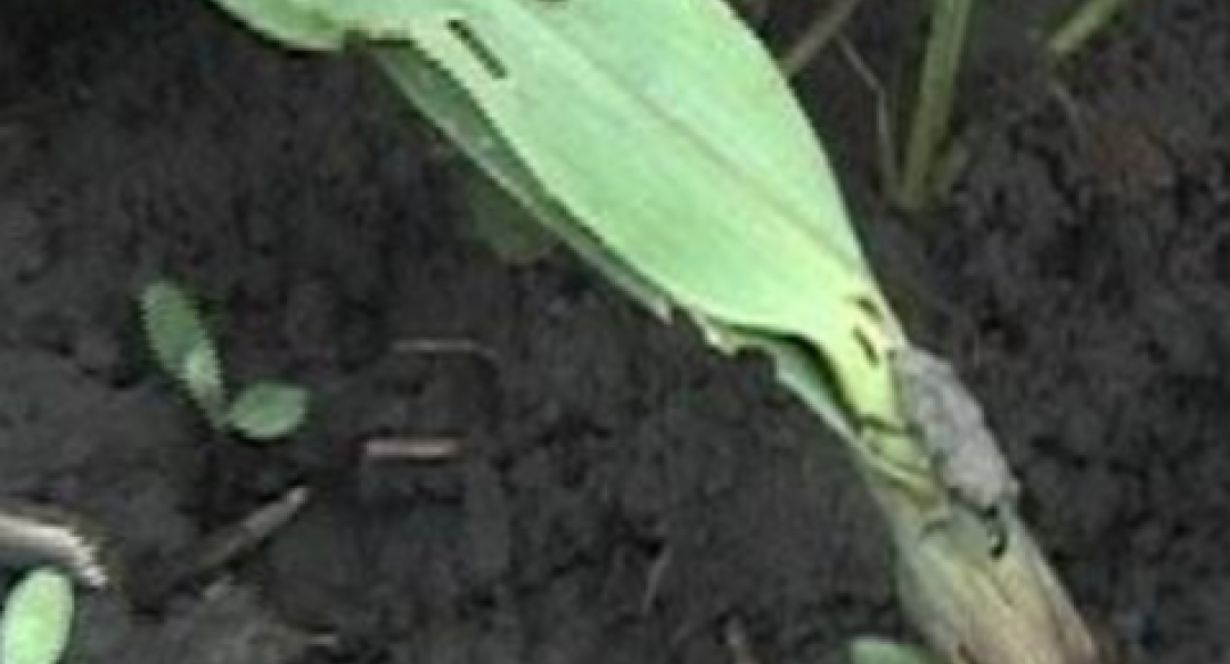  Feeding damage by adults results in holes in leaves near the crown. 